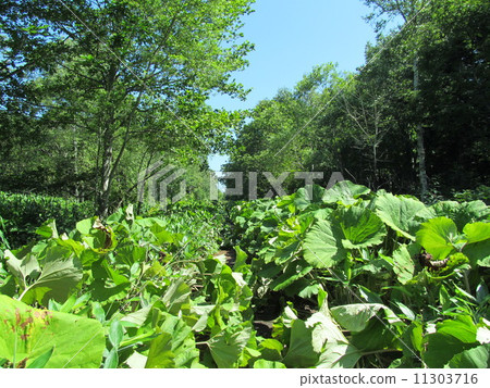 高速公路覆蓋著灌木叢 11303716