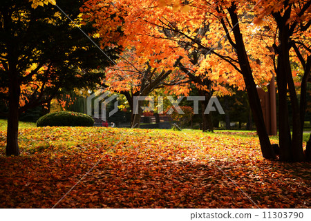 Nakajima Park of autumn leaves 11303790