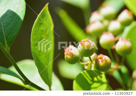 Burberry fruit 11303927