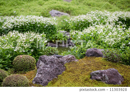 Hansee show 11303928