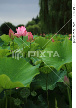 蓮花 蓮花 11303938