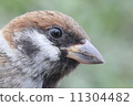 Sparrow face Sparrow face 11304482