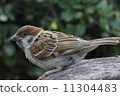 Sparrow Sparrow 11304483