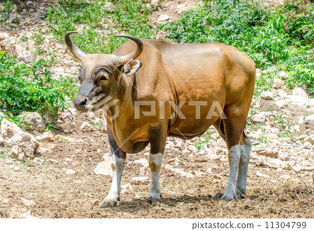 Red bull ,Banteng in the forest Red bull ,Banteng in the forest 11304799