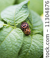 瓢蟲與葉子 11304876