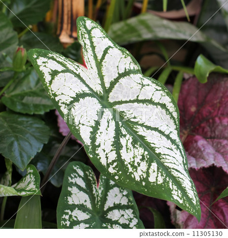 Karadayamu Karadayamu 11305130