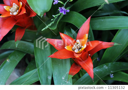 Guzumania 11305132