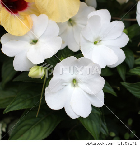 新幾內亞/近在咫尺 11305171