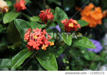 Santanka Santanka 11305172