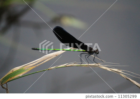黑蜻蜓 黑蜻蜓 11305299