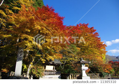 Mimen寺廟秋葉 11305310