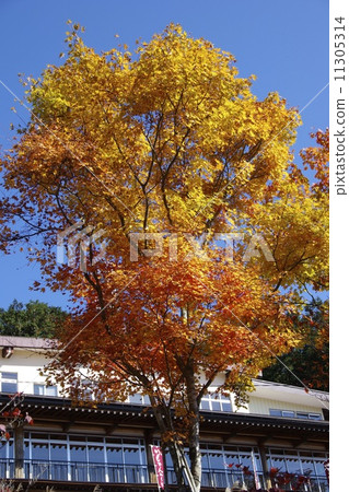 Mimen寺廟秋葉 11305314