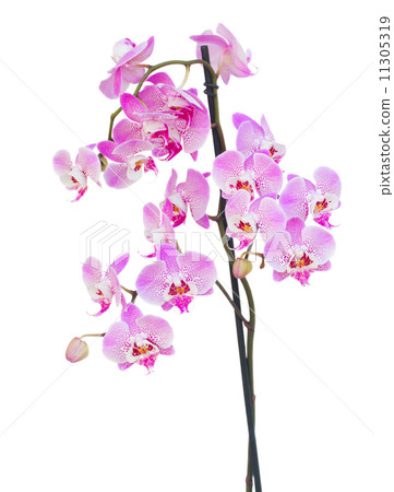pink orchid branch pink orchid branch 11305319