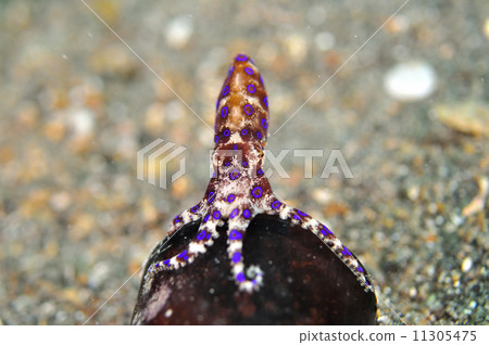 Pyrex dictyko Pyrex dictyko 11305475