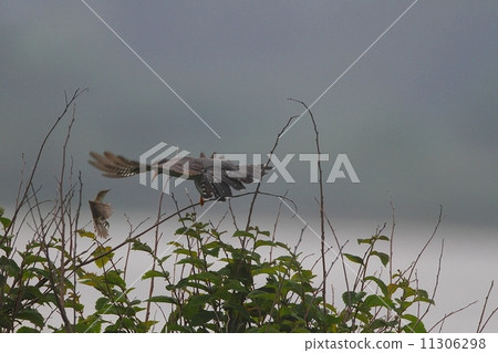 北海道的杜鵑（VS）Coyotekilli 11306298