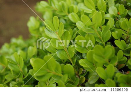 Buzzy yellow tears Buxus microphylla var. Japonica 11306306
