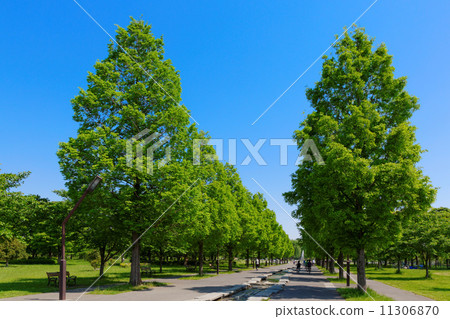 Metasequoia forest and blue sky at Terrane park 11306870