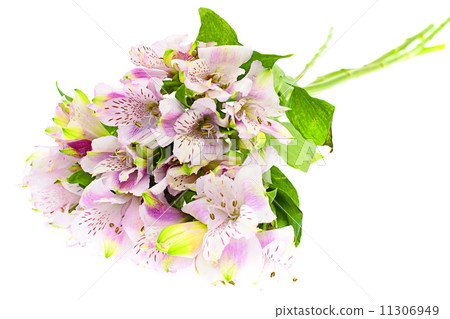 The branch of freesia with flowers, buds The branch of freesia with flowers, buds 11306949