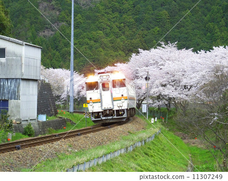 跑在櫻花樹行的火車 跑在櫻花樹行的火車 11307249