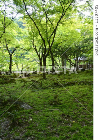 Spring of Konami River 11307405