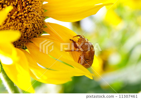 Cicadian木桶和向日葵 Cicadian木桶和向日葵 11307461