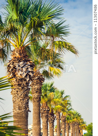 Palms in a Row Palms in a Row 11307486