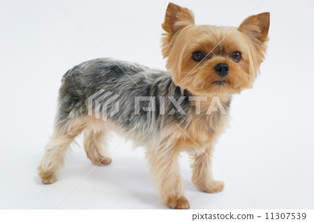 約克夏犬 11307539