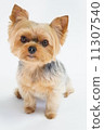 Yorkshire Terrier 11307540
