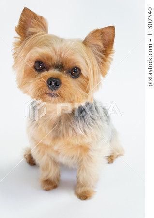 約克夏犬 11307540