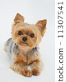 Yorkshire Terrier 11307541