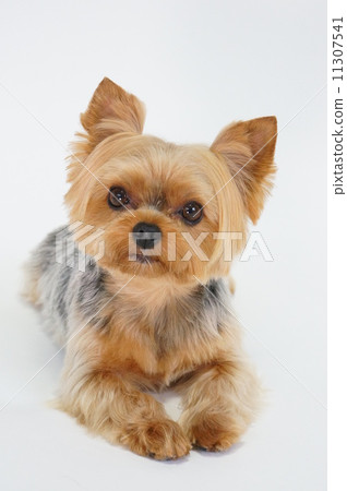 約克夏犬 11307541