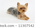 Yorkshire Terrier 11307542