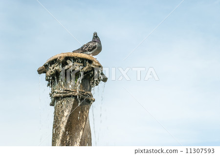 pigeon on the fountain column 11307593