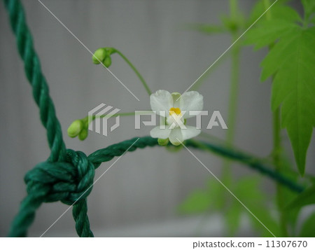 Balloon Kuzu no Hana 11307670