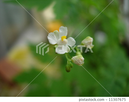 Balloon Kuzu no Hana 11307675