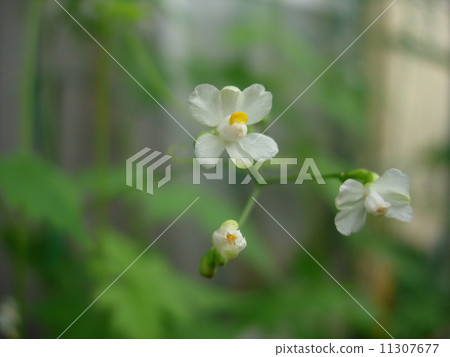 Balloon Kuzu no Hana 11307677