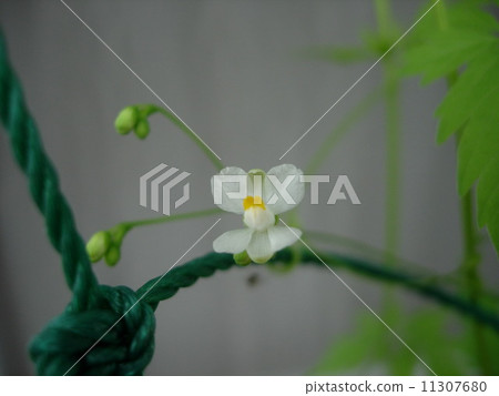 Balloon Kuzu no Hana 11307680