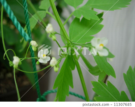 Balloon Kuzu no Hana 11307685