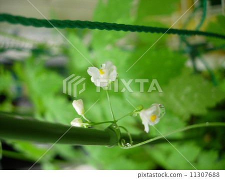 Balloon Kuzu no Hana 11307688