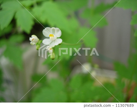 Balloon Kuzu no Hana 11307689