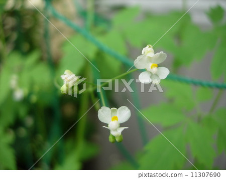 Balloon Kuzu no Hana 11307690