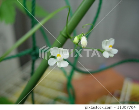 Balloon Kuzu no Hana 11307704