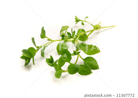 五帶錦魚 11307772