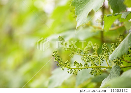 Grape 11308182