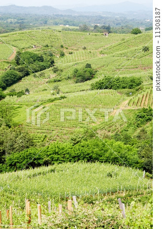 Vineyard Vineyard 11308187