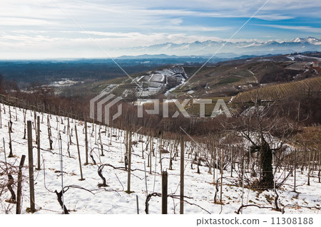 Snowed vineyards Snowed vineyards 11308188
