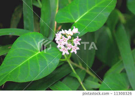 Potato flowers 11308326