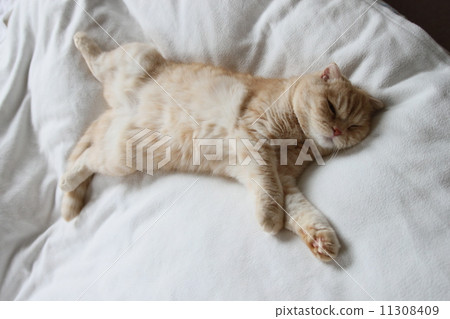 胃金塊貓 胃金塊貓 11308409