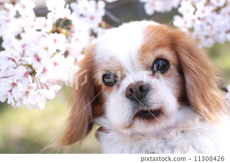 Old dog and cherry blossoms Old dog and cherry blossoms 11308426