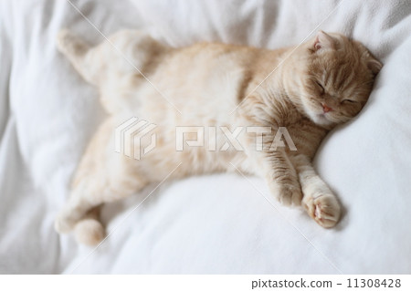 Stomach bullion cat Stomach bullion cat 11308428